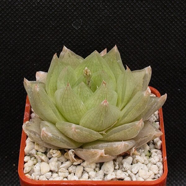 Haworthia cymbiformis (Confluence of Lushington and Kowie Rivers)  IB15108,DMC06152