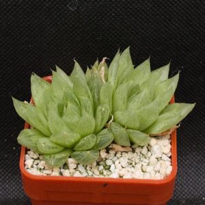 Haworthia cooperi var isabellae,IB:florida (S of Geelhoutboskloof ) IB14134,MBB6825