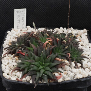 Haworthia parksiana (Bottelierskop)