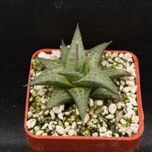 Haworthia tessellata (Kraai River, Aliwal North) JME19-91