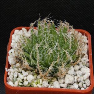 Haworthia tretyrensis (Doorch Poort, Leeuwkloof)