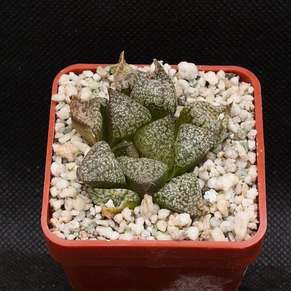 Haworthia picta cv White Marble - Image 2