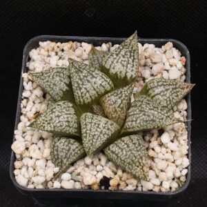 Haworthia picta cv White Marble