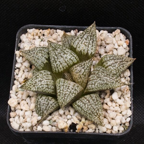 Haworthia picta cv White Marble