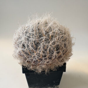 Haworthia arachnoidea "candida" (sw Ladismith)