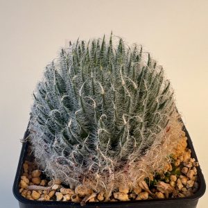 Haworthia odetteae (De Rust, 20km E of Jansenville)