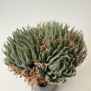 Haworthia decipiens var minor 'azurea' IB6296,DMC8583 (N entrance of Grootpoort)