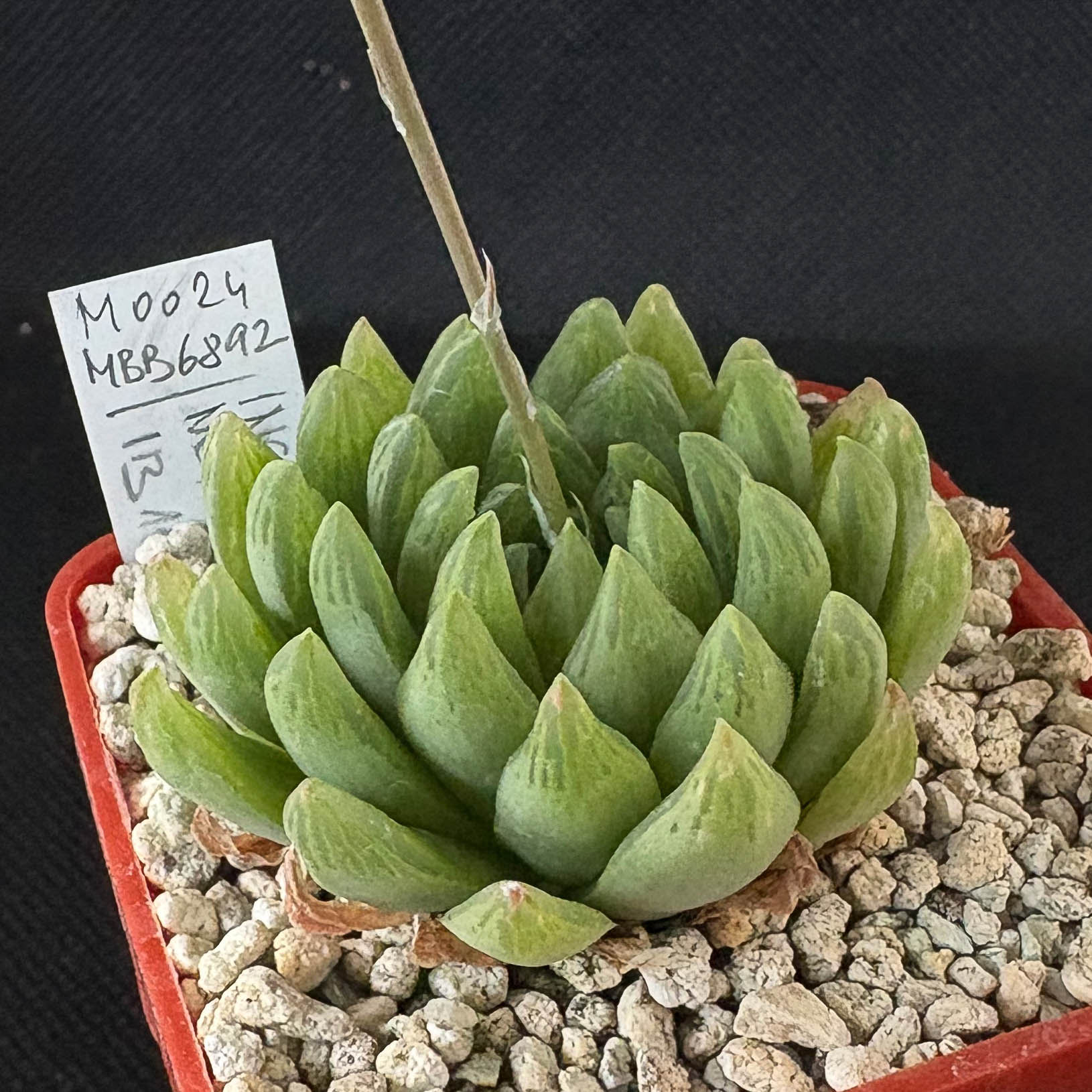 Haworthia incurvula IB11545,MBB6892 (NE of Roff's Rock)