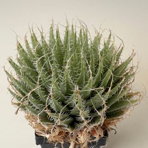 Haworthia jansenvillensis 'kemari' (Meerlust, N of Jansenville)