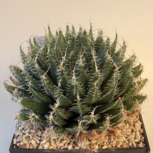Haworthia jansenvillensis (N of Ebenzer)