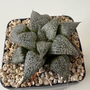 Haworthia esterhuizenii IB4997,DP94-01 (E of Albertinia)