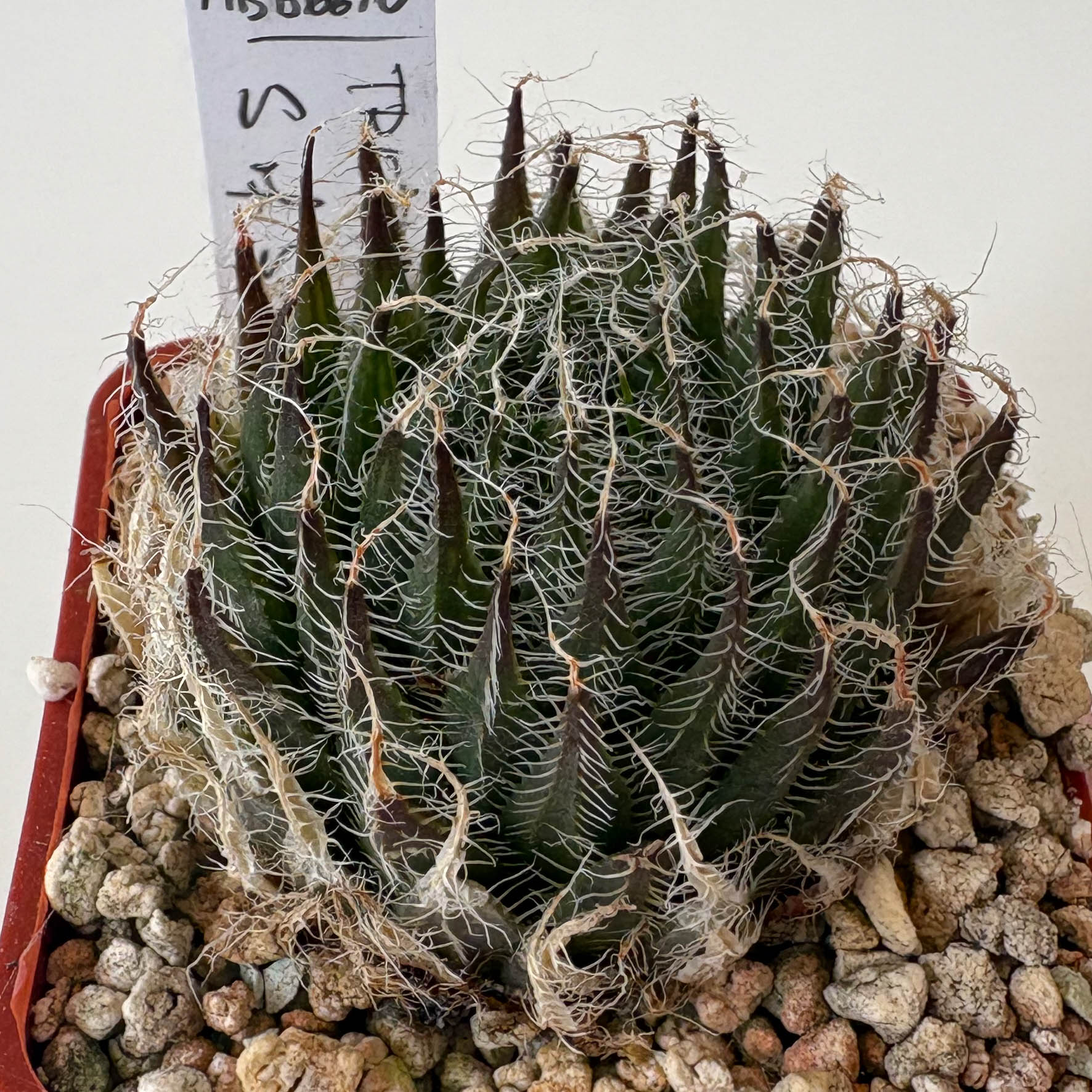 Haworthia tretyrensis 'pectinis' IB5981,MBB6610 (N of Steytlerville)