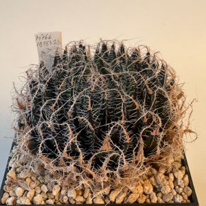 Haworthia arachnoinea 'aranea' (12km W of De Rust)