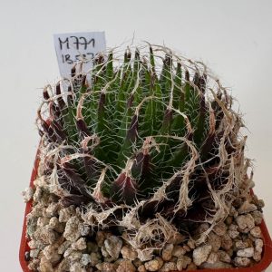 Haworthia tretyrensis IB5372 (Tretyre, 28km SEE of Steytlerville)