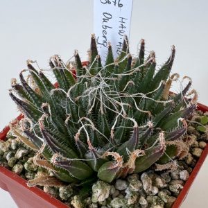 Haworthia arachnoidea 'montana' IB676 (Ouberg)