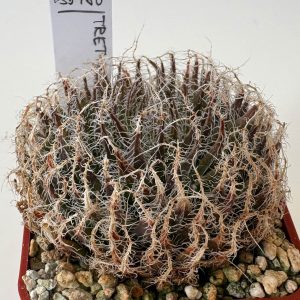 Haworthia tretyrensis IB5980