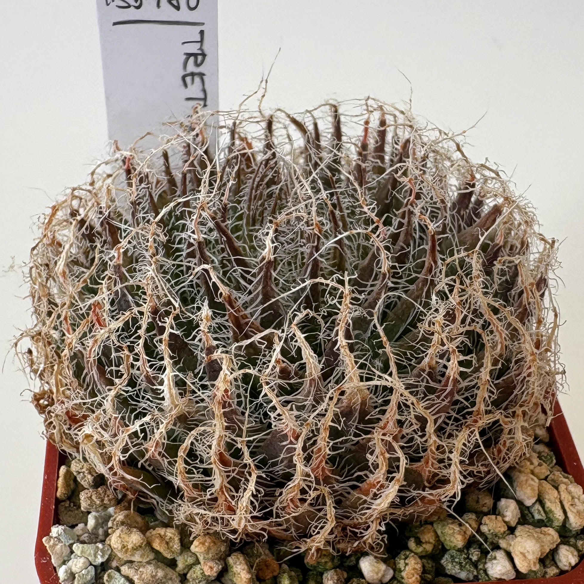 Haworthia tretyrensis IB5980