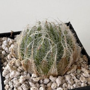 Haworthia arachnoidea var setata (Vanwijkskraal)