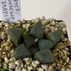 Haworthia bayeri (Rondekop S.Dysselsdorp)