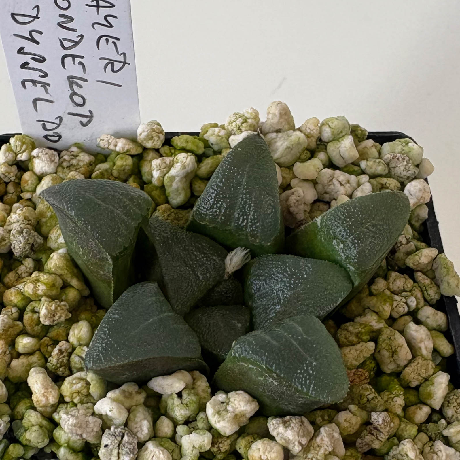 Haworthia bayeri (Rondekop S.Dysselsdorp)