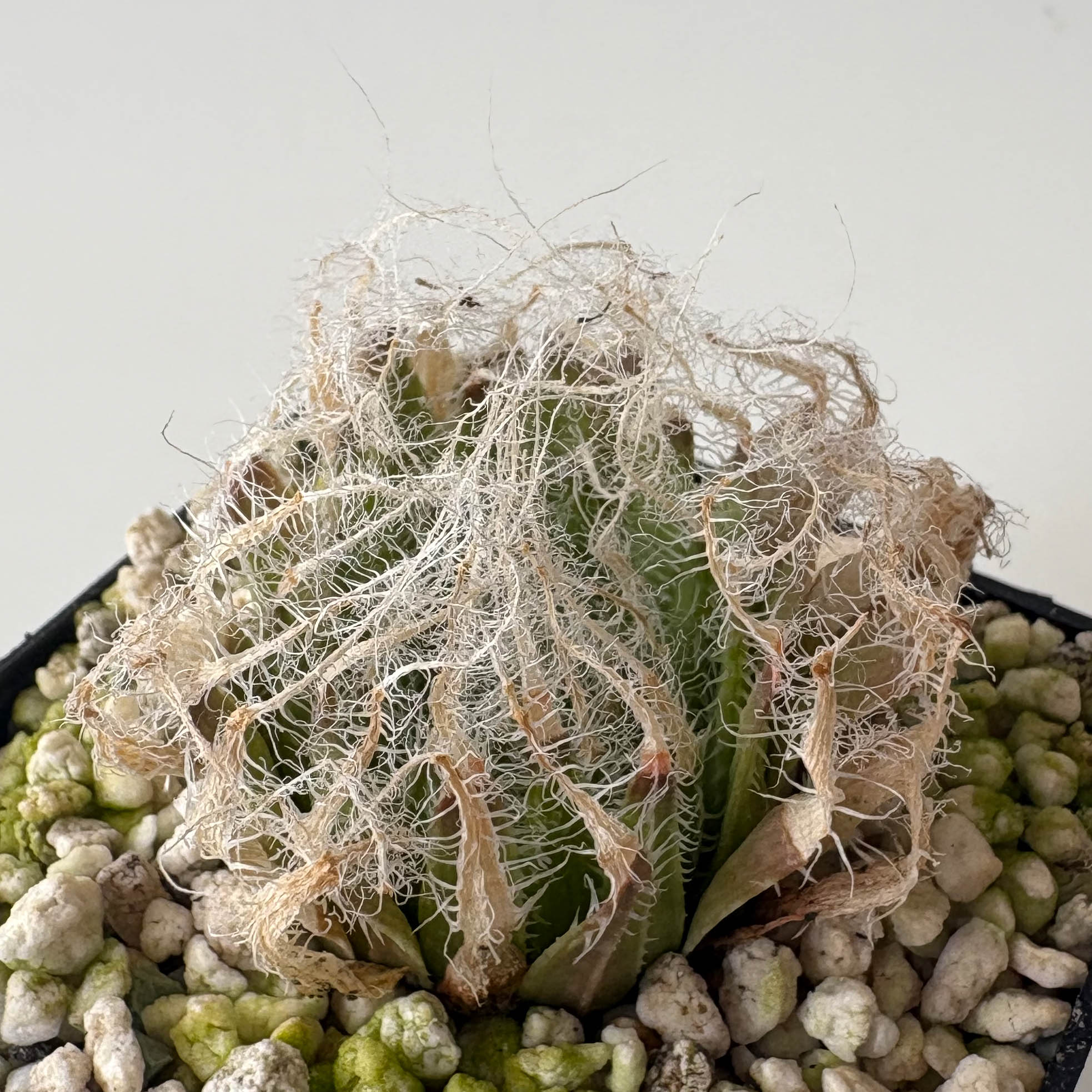 Haworthia arachnoidea var setata 'cogmanensis' IB7157 (Cogmanskloof) - Image 2