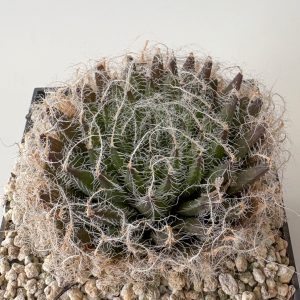 Haworthia arachnoidea var setata 'cogmanensis' IB7157 (Cogmanskloof)