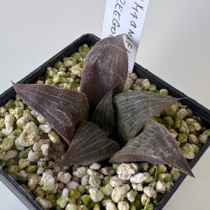 Haworthia mirabilis var magnifica IB8963 (Zeegoegat)