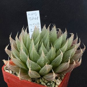 Haworthia blackbeardiana IB6468,JDV94-060 (Stonefell, NE of Stutterheim, E of Cathcart)