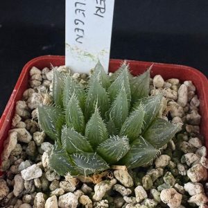 Haworthia cooperi (Ongelegen)