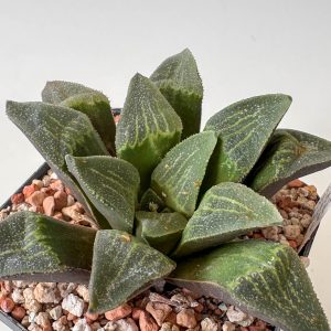 Haworthia pygmaea var asperata (Kranshoek, just W. Herbetsdale)