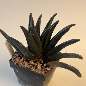 Haworthia sordida (N of Sapkama)